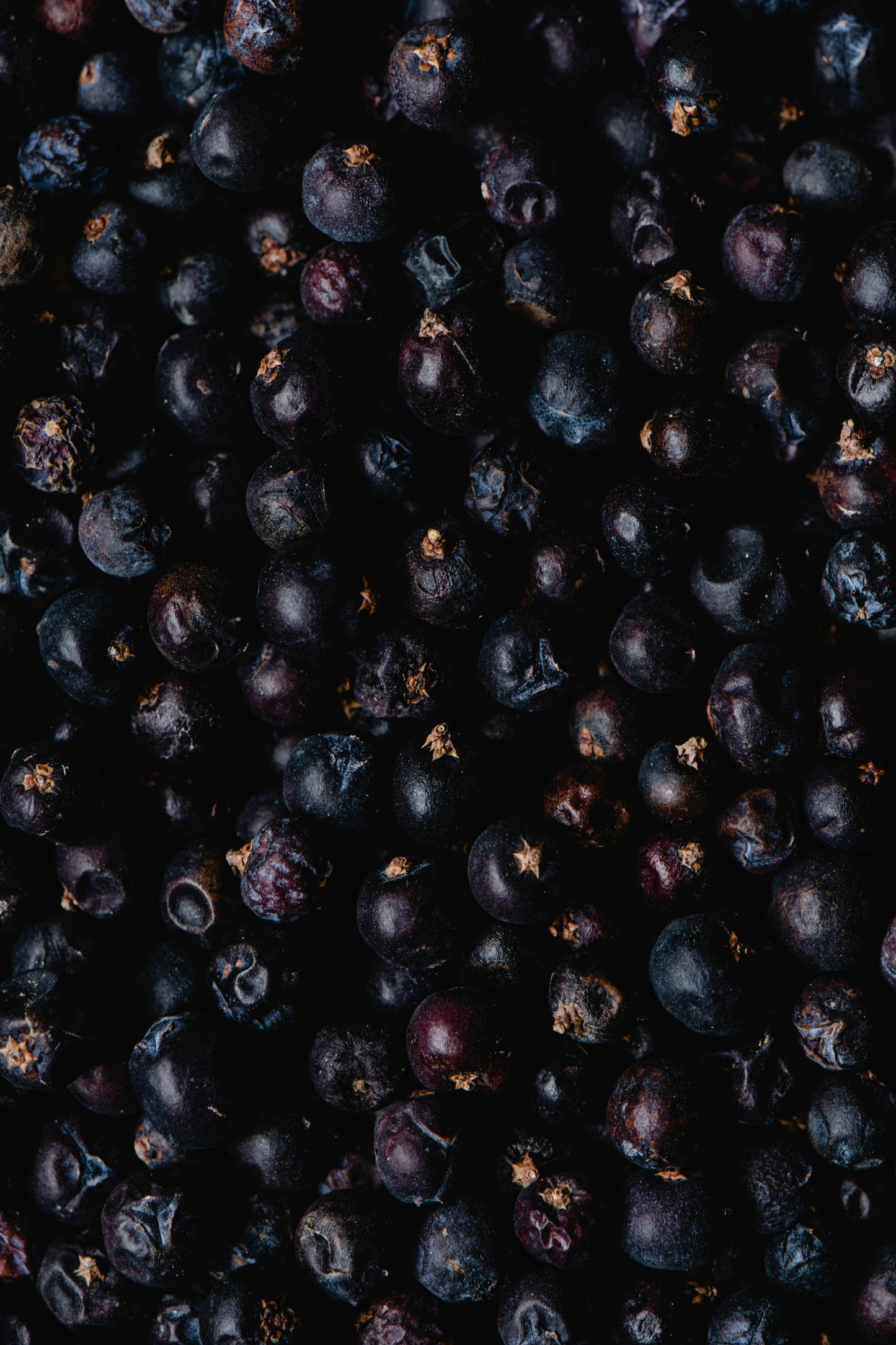 Black Violet + Blonde Woods - Coconut Wax 8oz Candle | Captivating Spice Floral Leather